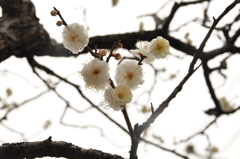 池上梅園