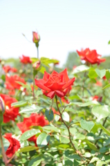薔薇