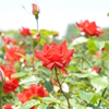 薔薇