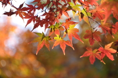 紅葉