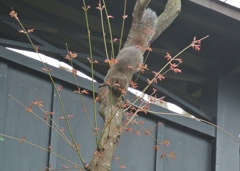 野生のリスくん
