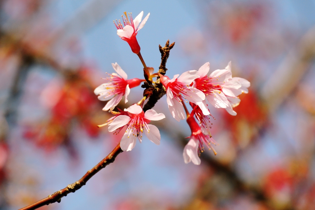 5枚の花びら