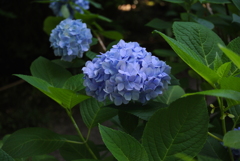 明月院の紫陽花　