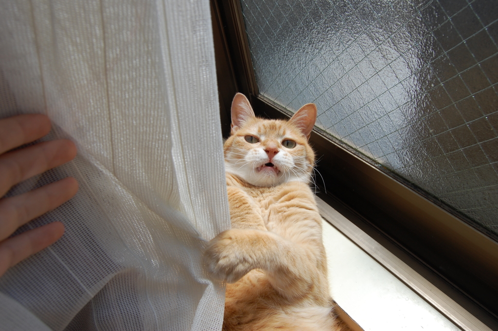 なんにゃー！