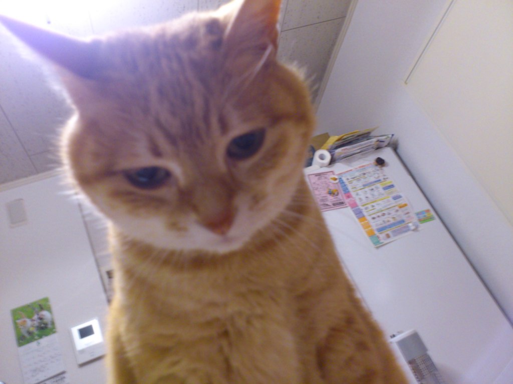 ねこみたいなやつ