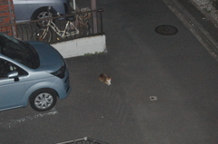 かわいいなぁ