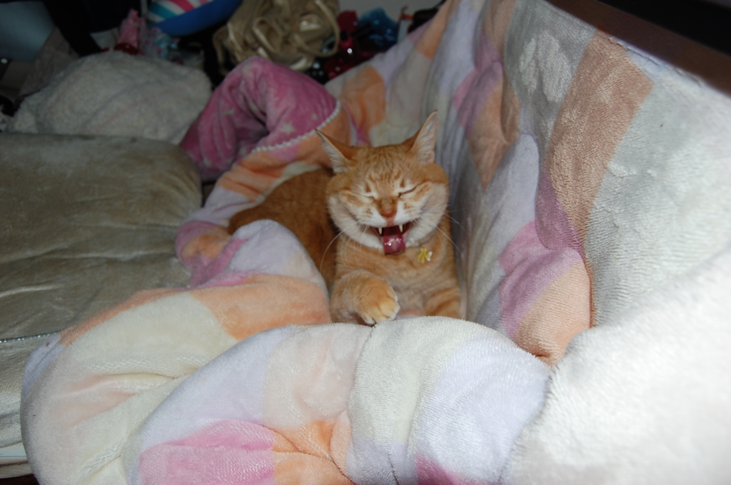 猫のあくび