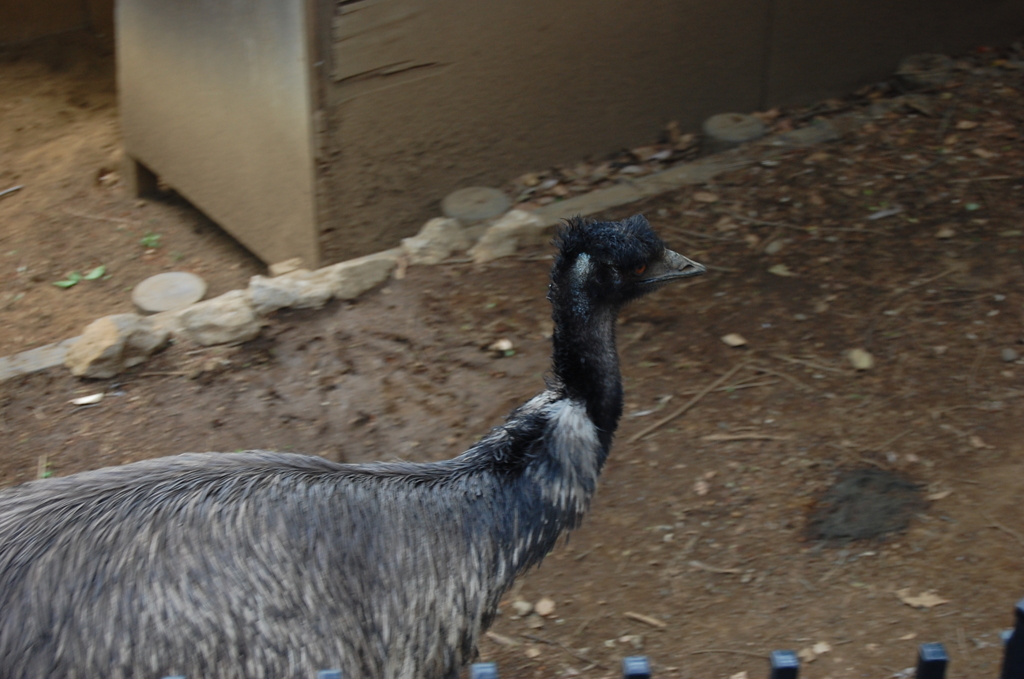 エミュー（速い）