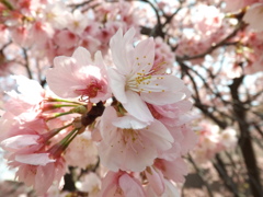 早めの桜