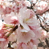 早めの桜
