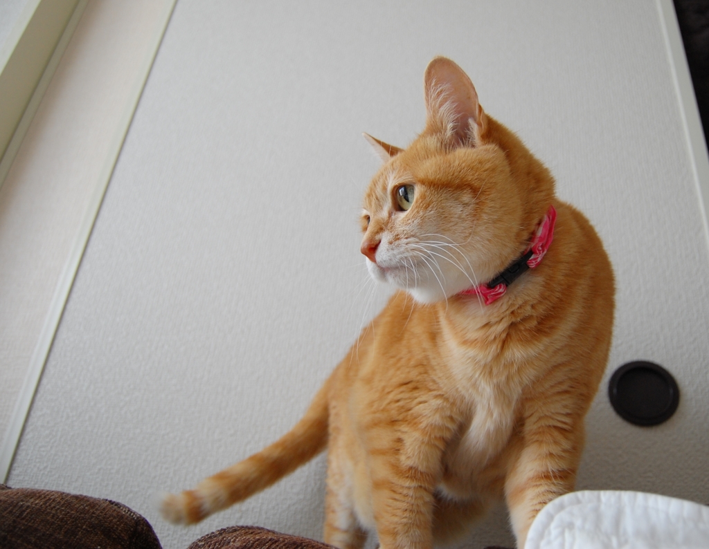 テンションが上がっている