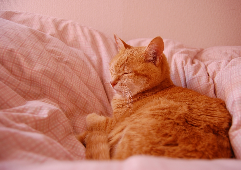 zzz...