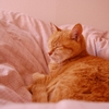 zzz...