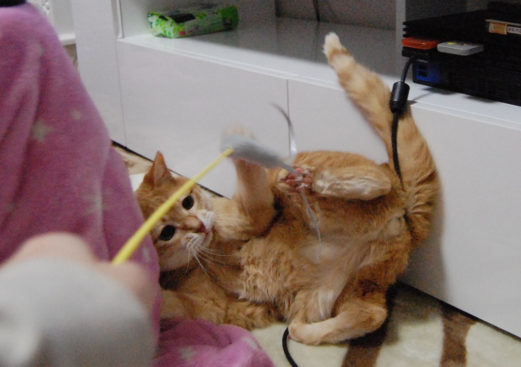 ひっくり返っちゃった！