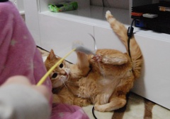 ひっくり返っちゃった！