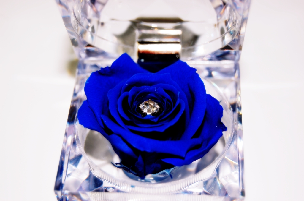 preserved rose