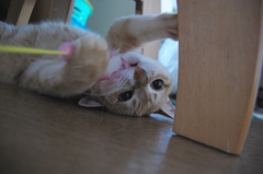 ころりん