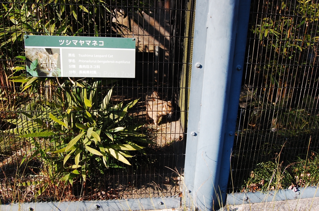 お隣のヤマネコが気になるみたい