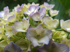 紫陽花咲き始め