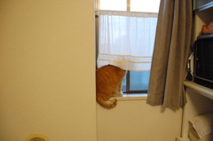 外が気になるにゃ