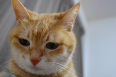 猫じゃらしを見つめてる
