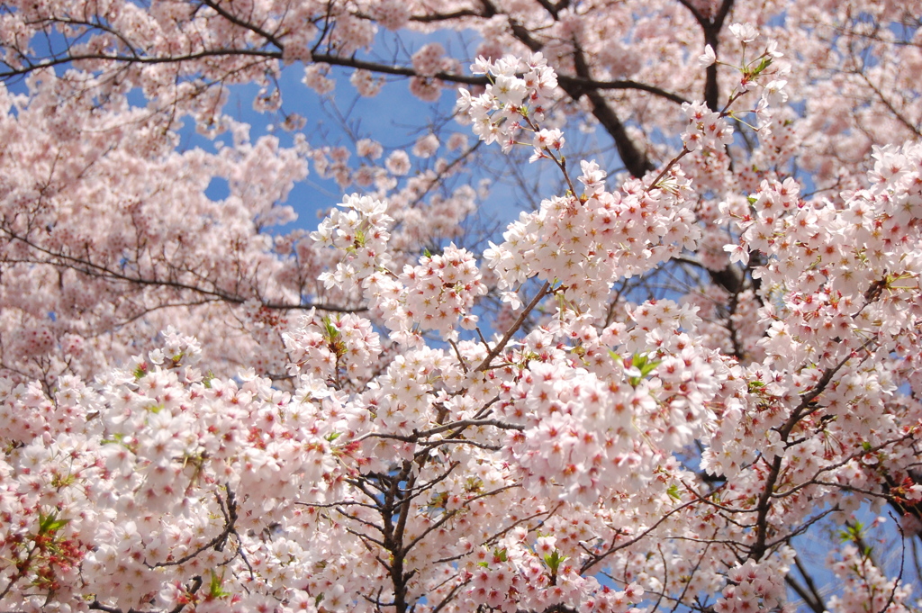 満開の桜