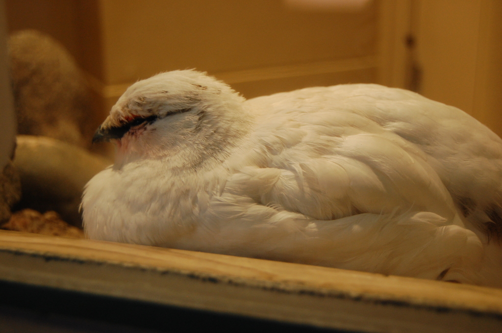 冬羽ライチョウ