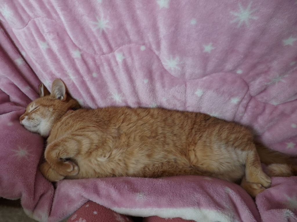 手足が可愛いです