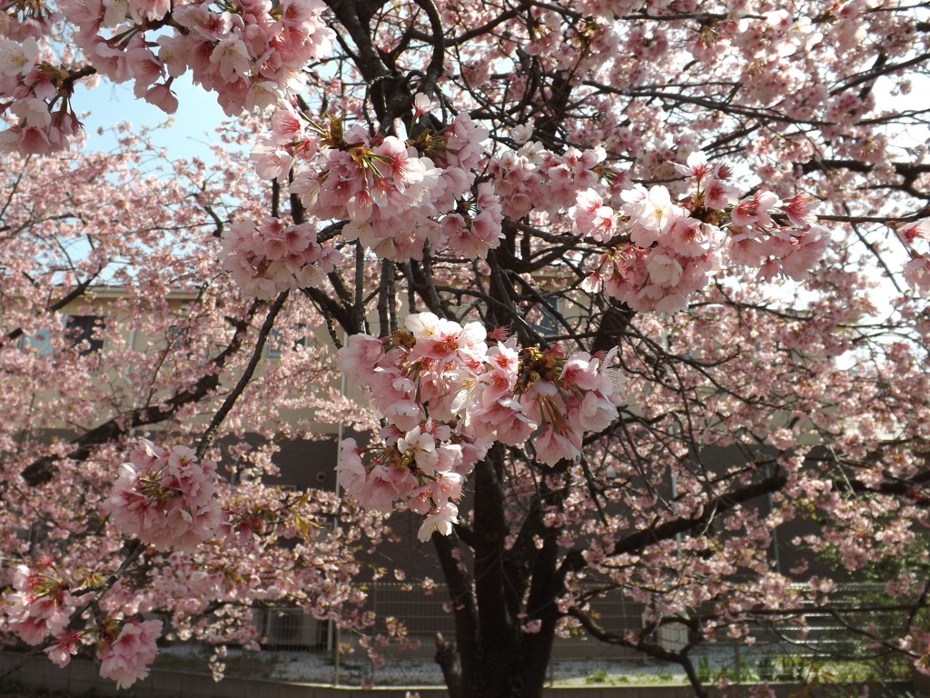 桜