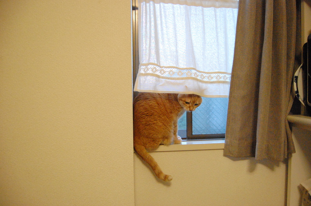 こんなもんかにゃ