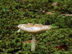 雨　きのこ