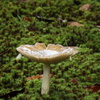 雨　きのこ