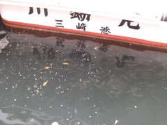 大量にいた謎のおさかな