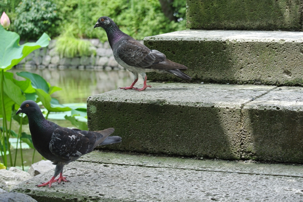 階段鳩くん