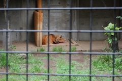 わんちゃんみたいなオオカミ