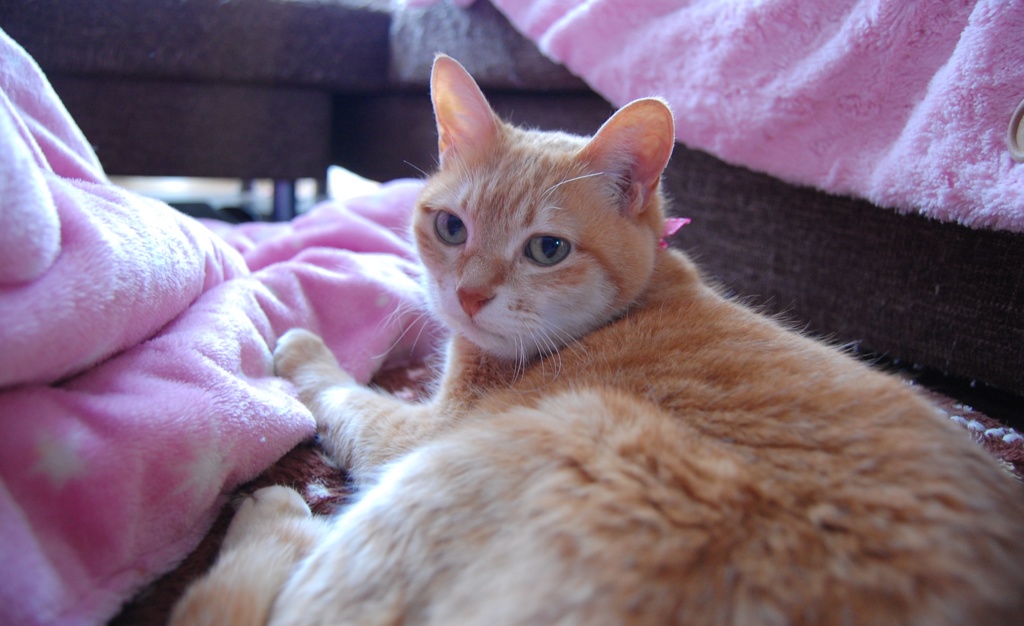 猫とおはなししてるとき