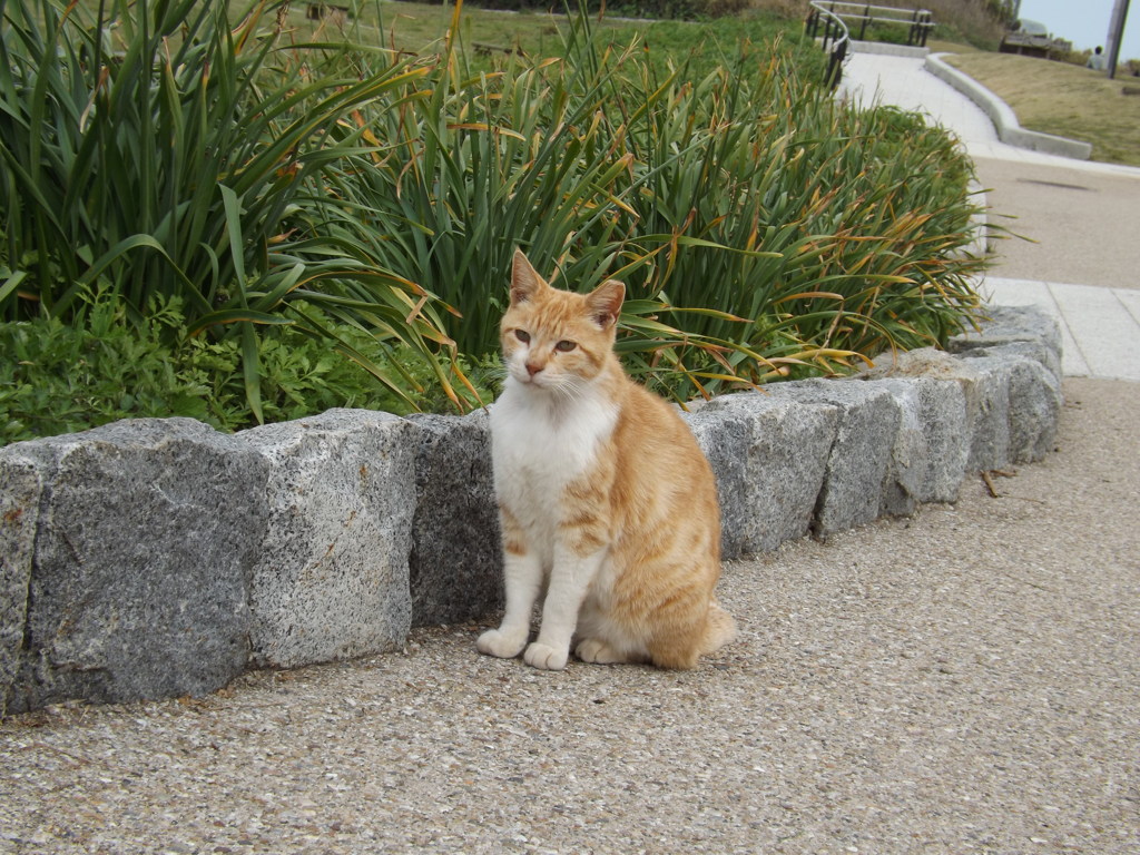 ちょこん