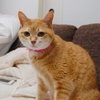 ねこちゃん