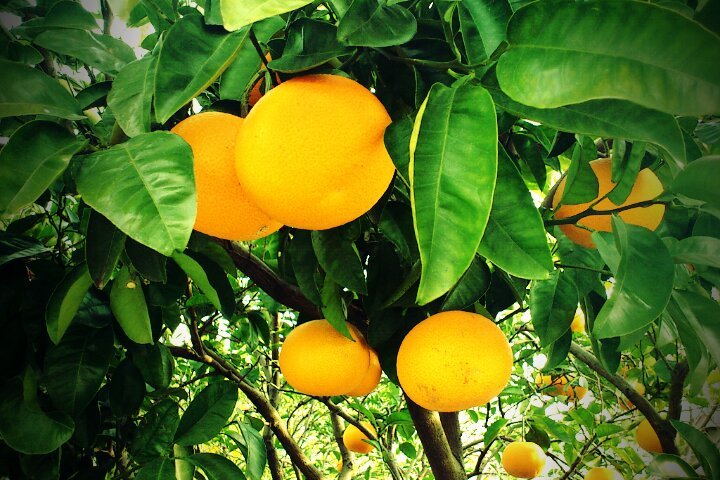 ひとんちのみかん