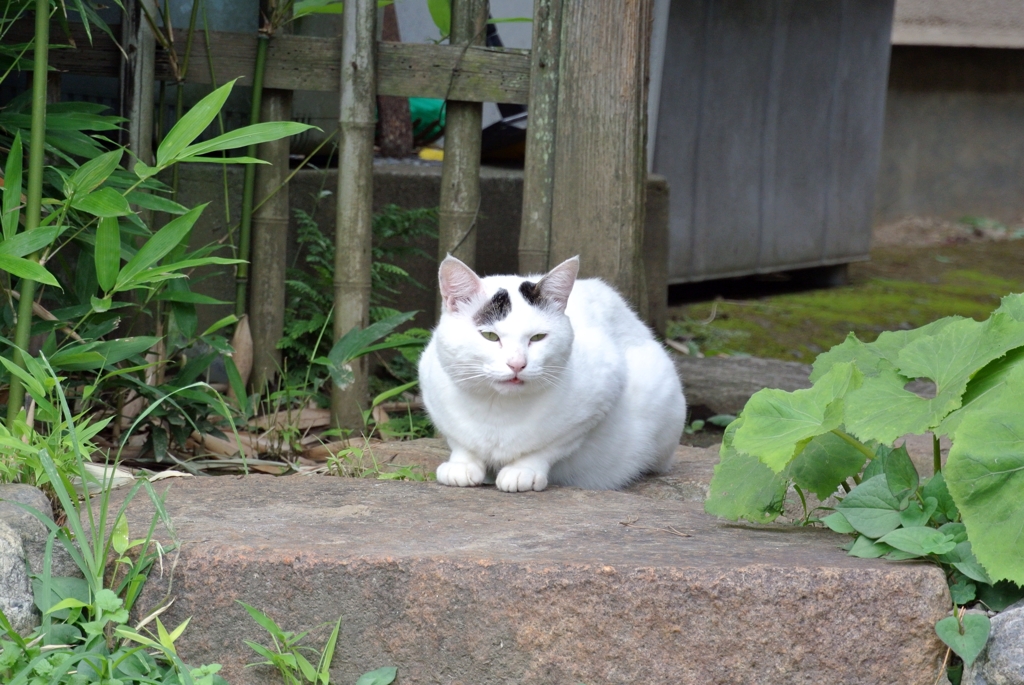 まゆげ猫さん