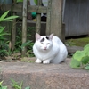 まゆげ猫さん