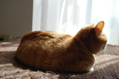 ライトニングねこたん