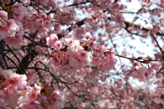 河津桜