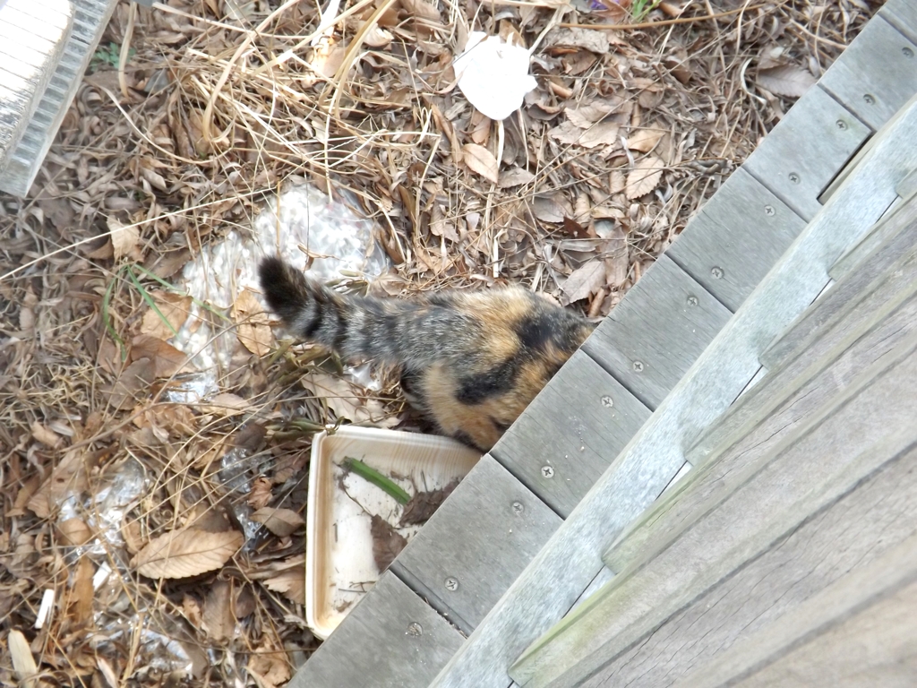 かわいいおしり