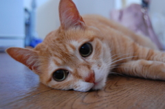 夏の猫