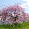 嘘みたいな枝垂れ桜