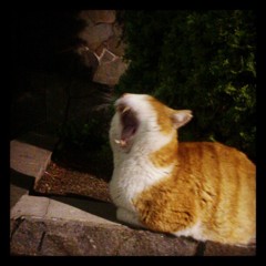 化け猫