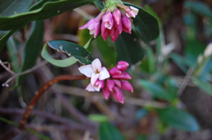 沈丁花