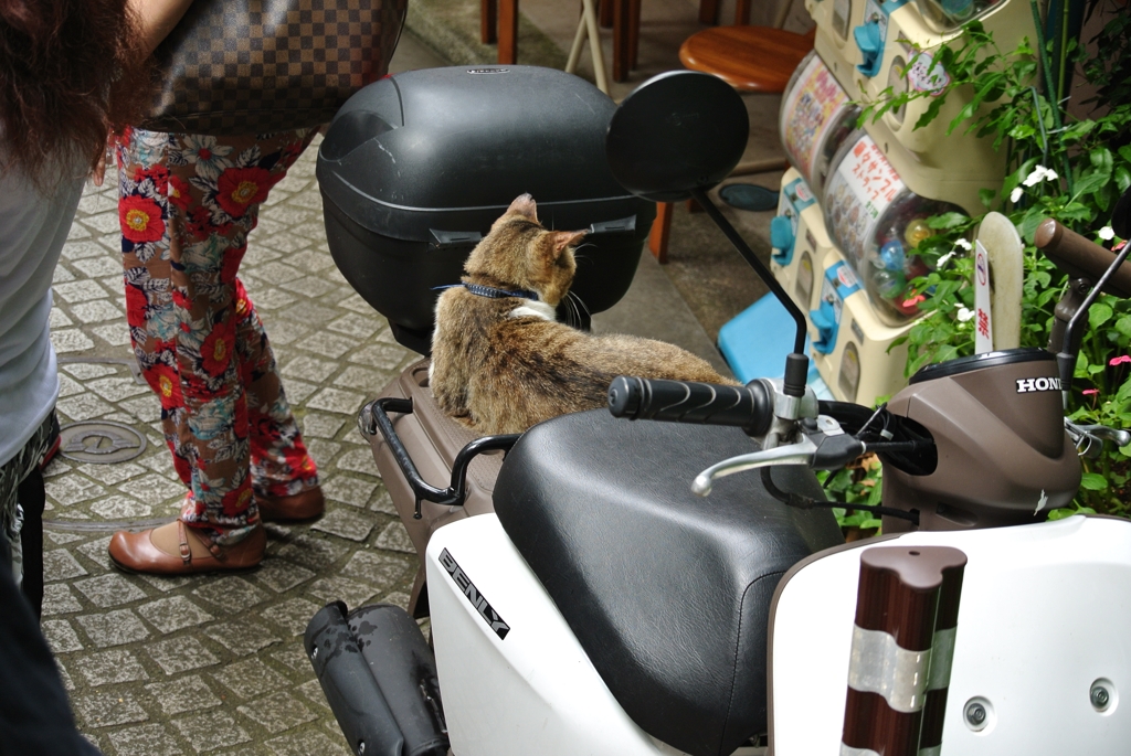 猫さん