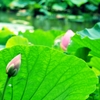 桃蓮